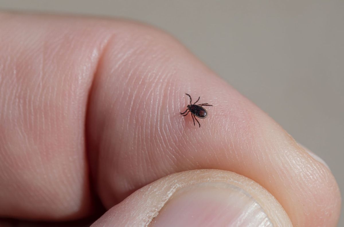 Pfizers Lyme-Impfstoff: 73 Prozent Wirksamkeit – und trotzdem ein enttäuschendes Signal