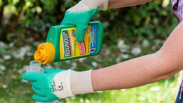 2,1 Milliarden Dollar – Bayer steht im Glyphosat-Streit vor einem Scherbenhaufen