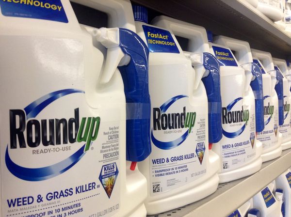 US-Supreme Court prüft Monsanto-Glyphosat-Klage: Wendepunkt für Konzernhaftung