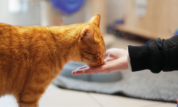 Haustier-Tafeln in der Krise: Spenden brechen ein – Besitzer wählen zwischen Tier und sich selbst