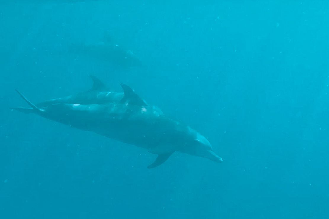 Two dolphins swim gracefully underwater on Reunion Island.