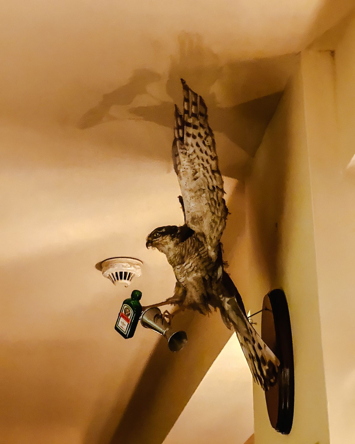 A taxidermy hawk mounted on the wall holding a tiny Jägermeister bottle and a cocktail jigger in its talons.