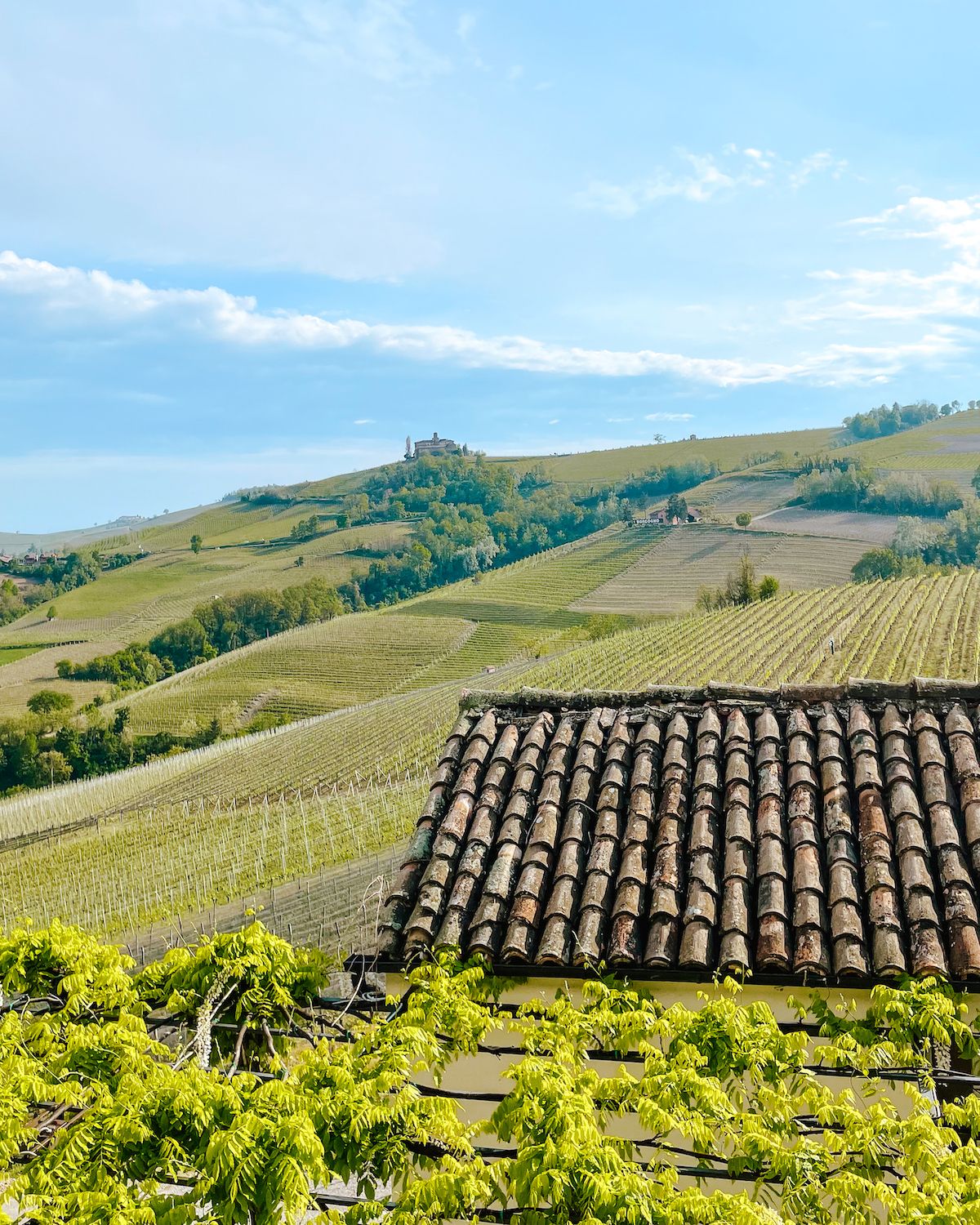 Green Barolo vines on a hillside 