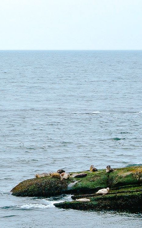 Group of seals basking on rocky outcrops by the ocean at Dionisio Point.