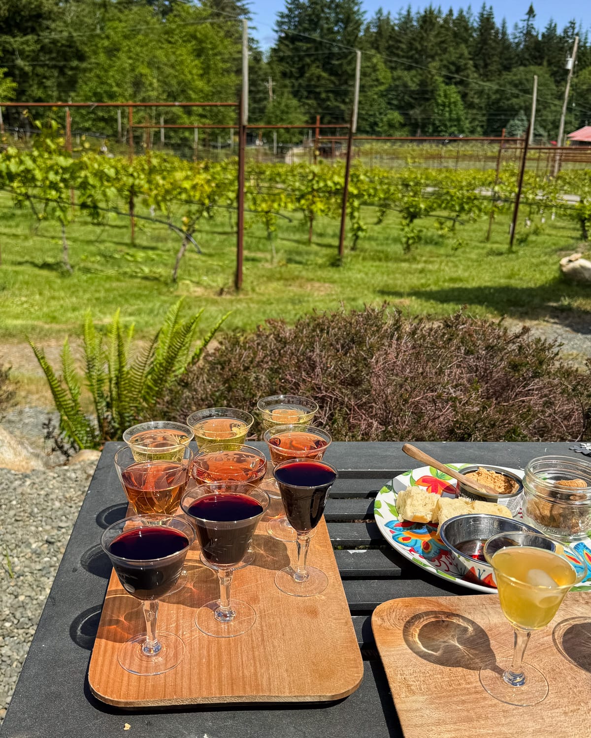 A full cider tasting setup on a table at SouthEnd Farm on Quadra Island with vineyard rows in the background.