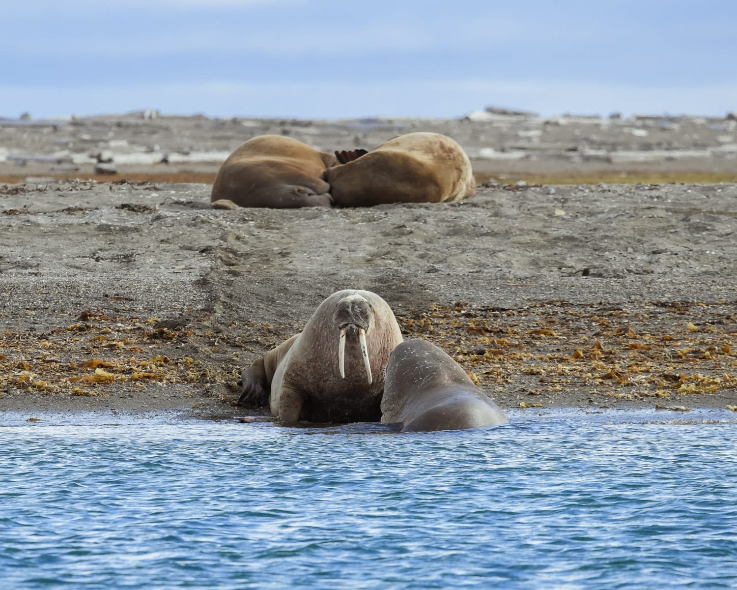 A group of walruses rest on a rocky Arctic shoreline.