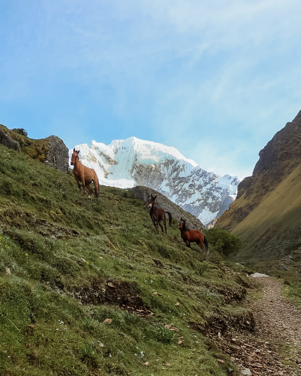 Three horses stand on a grassy slope beneath the snowy Salkantay Mountain, a dramatic stop along Peru’s scenic Salkantay Trek.
