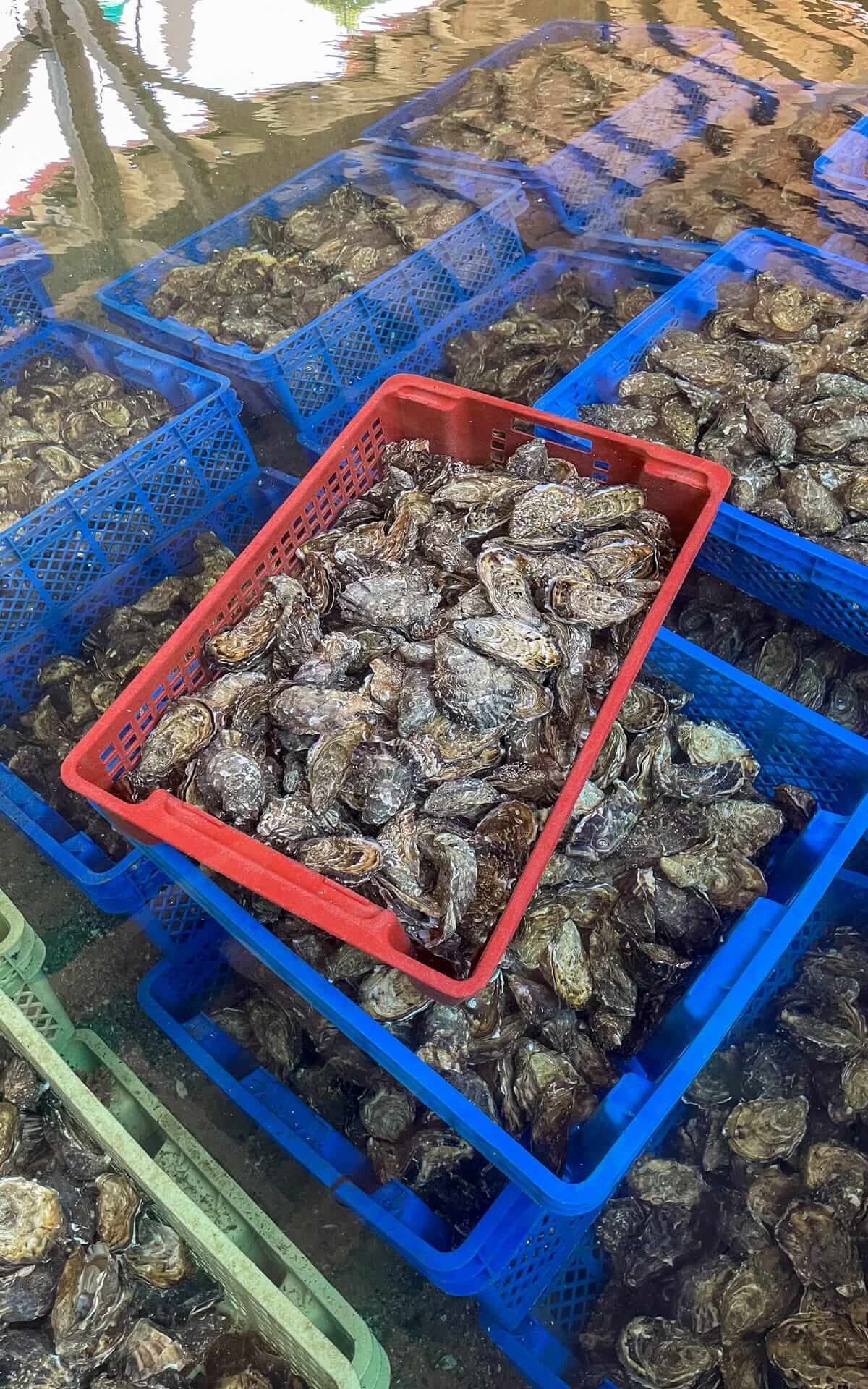 Fresh oysters soaking in blue and red crates inside a water-filled oyster farm