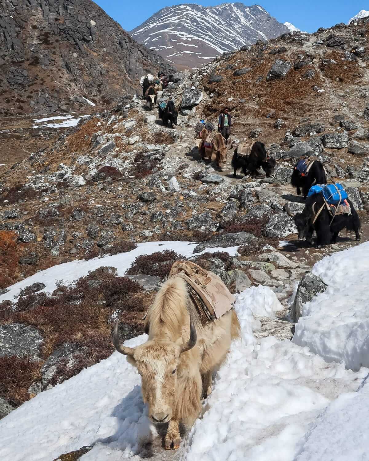 A yak caravan makes its way up a snowy trail in the Himalayas, carrying loads on a rocky mountain path.