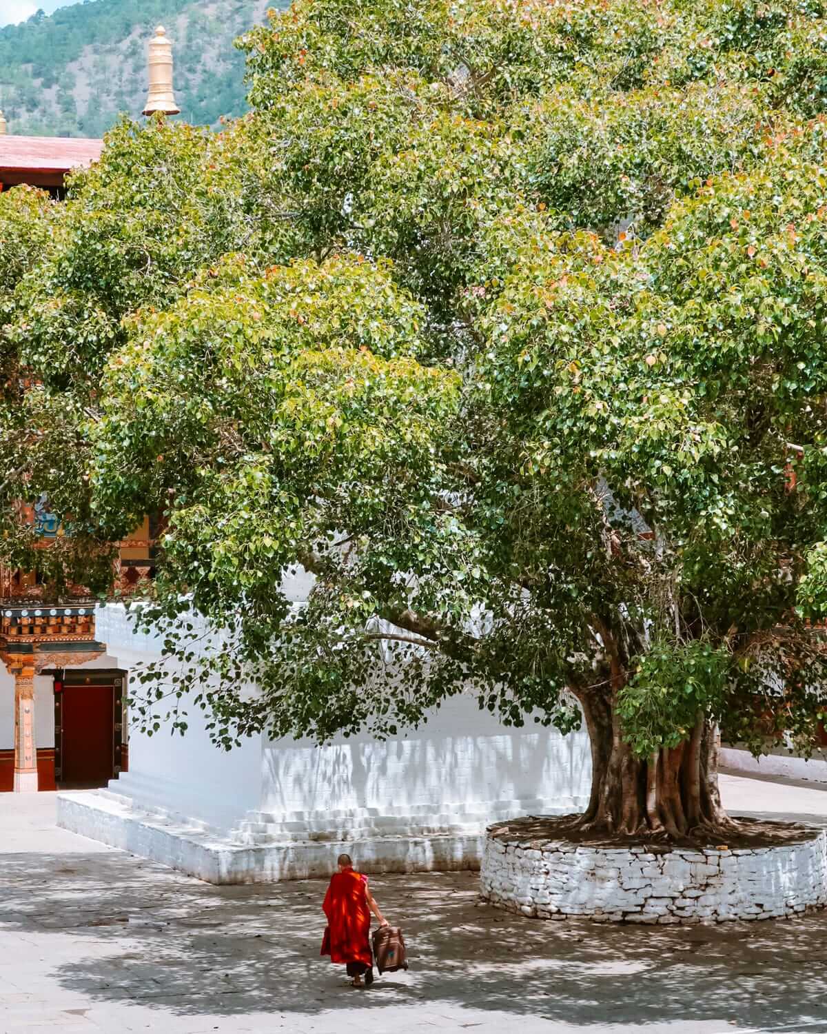 Bhutanese monk in a red robe walking under a large sacred Bodhi tree in a monastery courtyard, with a white wall and temple in the background.