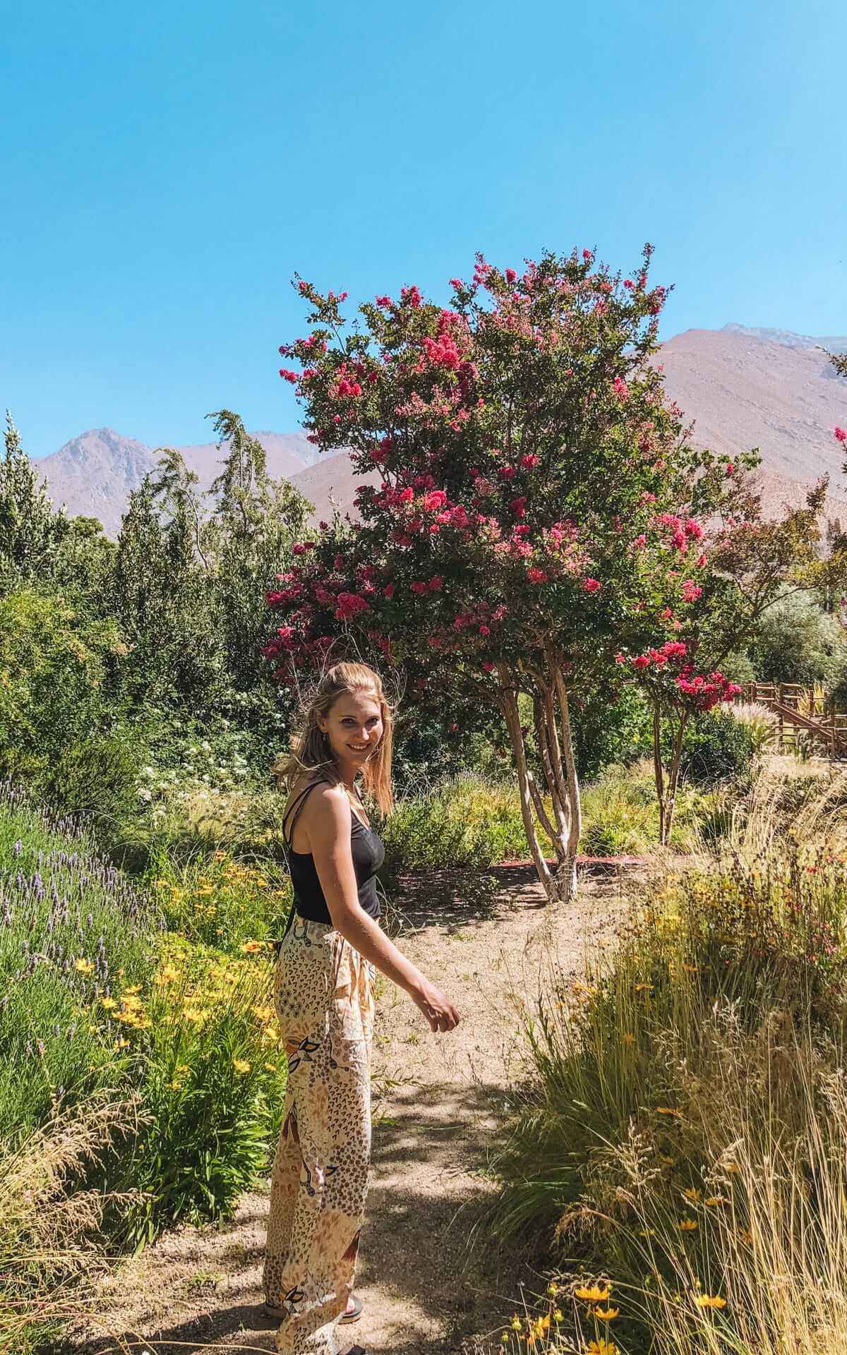 Cec walking through a lush garden in the Elqui Valley, Chile, surrounded by wildflowers and pink flowering trees.