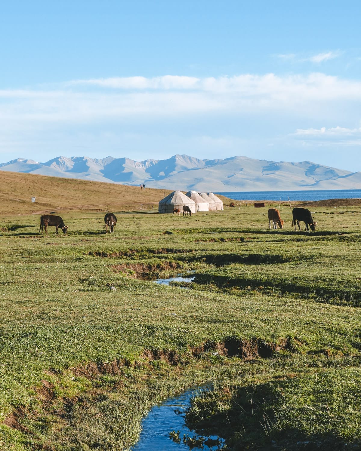 Traditional yurts on green pastures near a lake, with grazing cows and distant mountains in Kyrgyzstan..