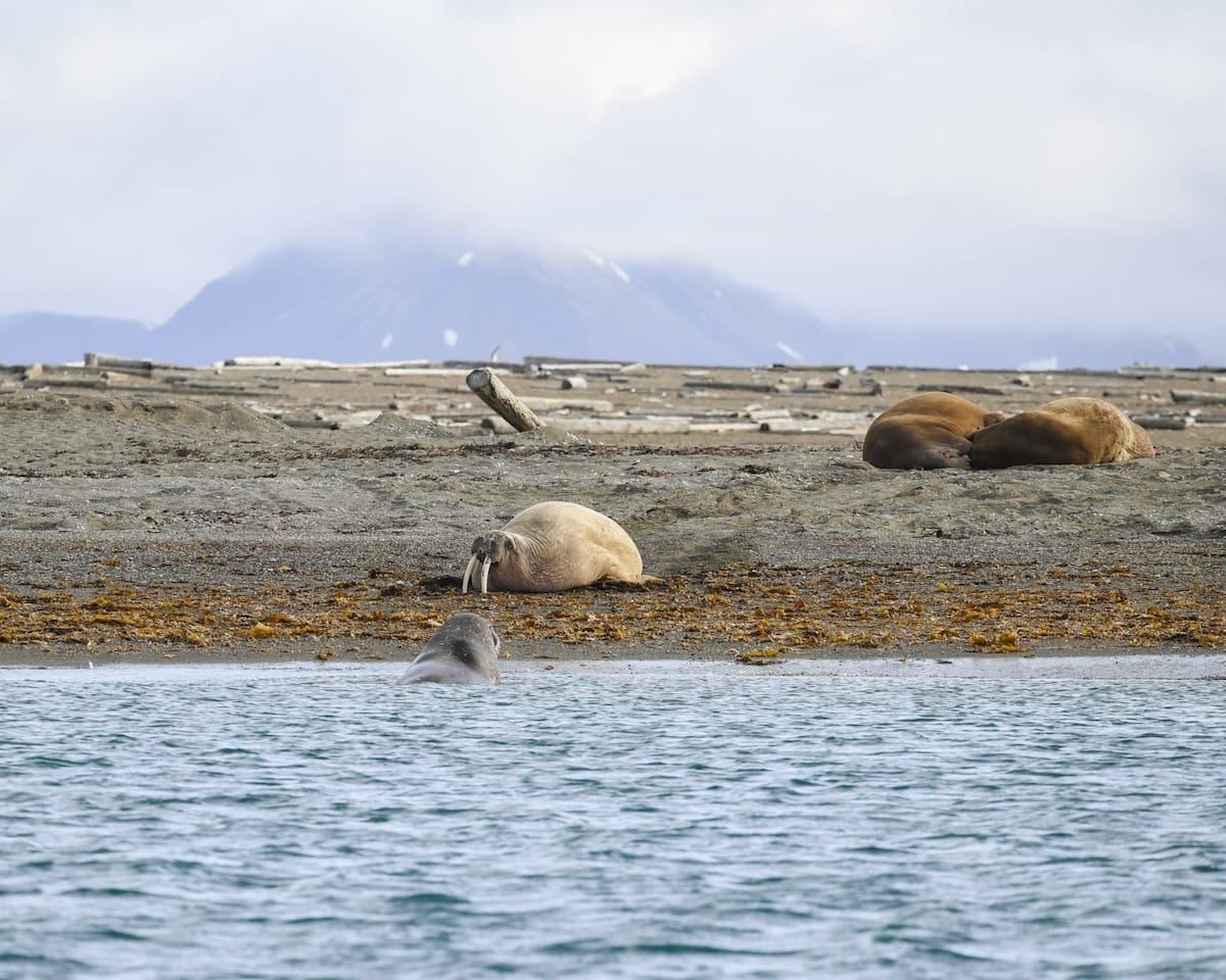 Three walruses resting on a rocky Arctic shoreline with snowy mountains in the misty background