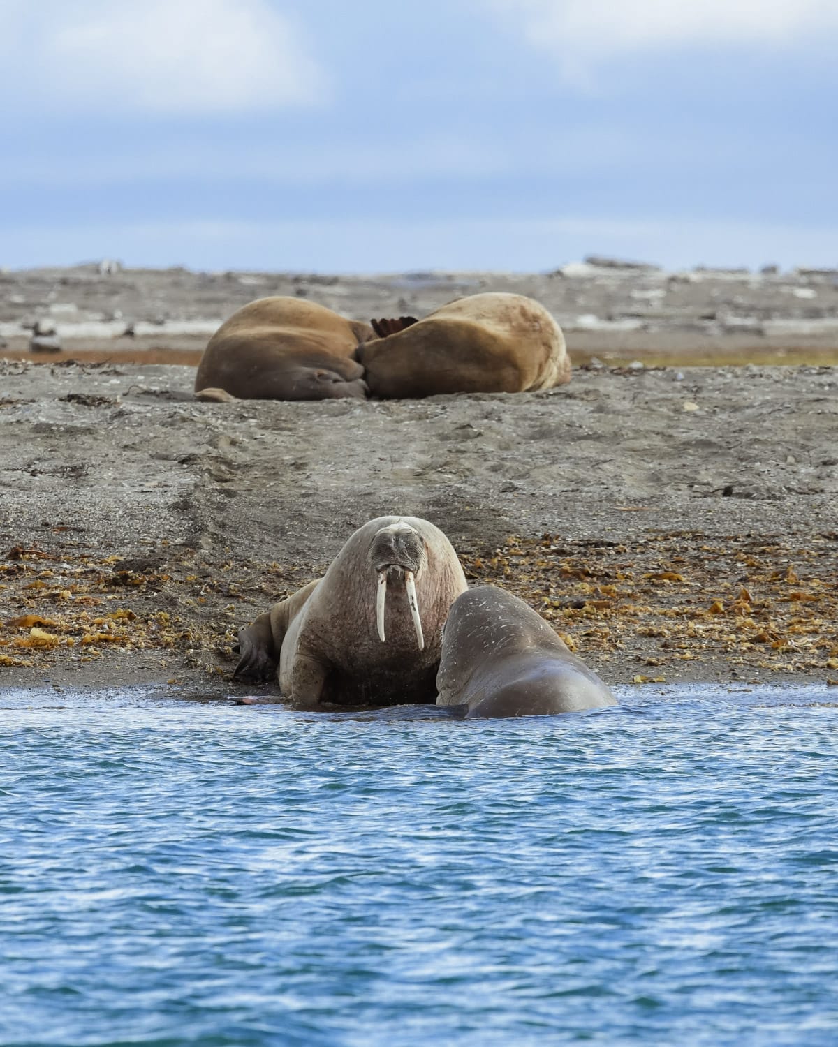 A group of walruses lounge at the water’s edge in Svalbard, one staring directly toward the camera from the icy shore.