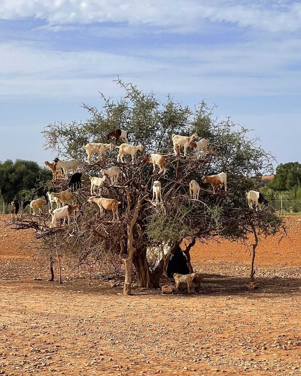 Dozens of goats stand in the branches of a tree in Morocco’s arid landscape.