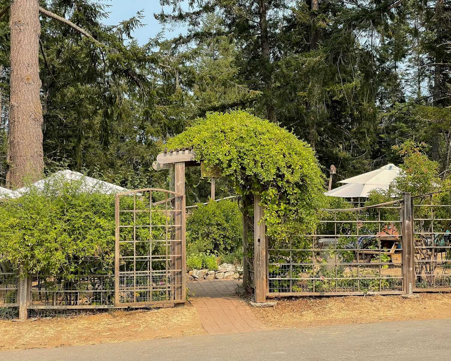  Lush, vine-covered garden entrance leading to the outdoor seating area at Salt Spring Island Cheese's cafe. 
