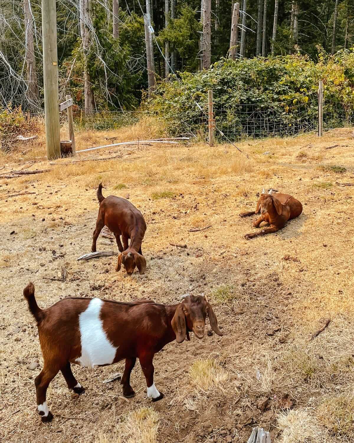  Brown and white goats grazing in a fenced field at the Salt Spring Island Cheese Farm.