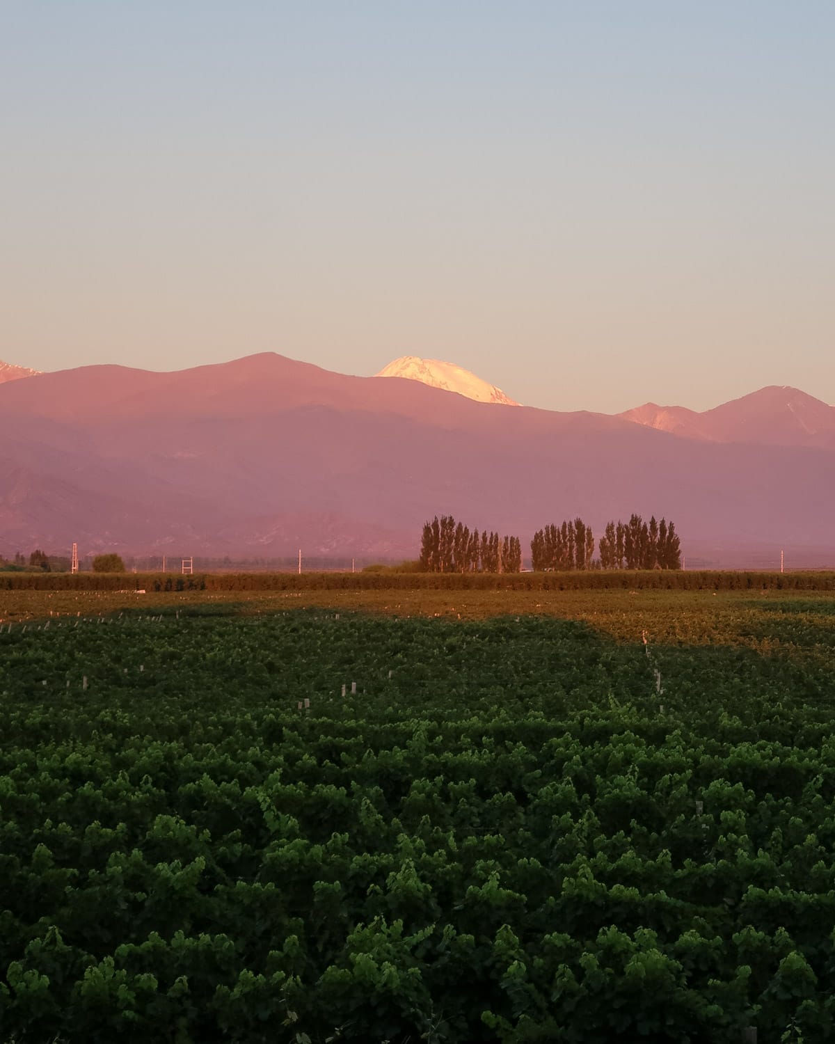 Golden sunrise lights up the Andes mountains in soft pinks behind rows of green grapevines in Mendoza.
