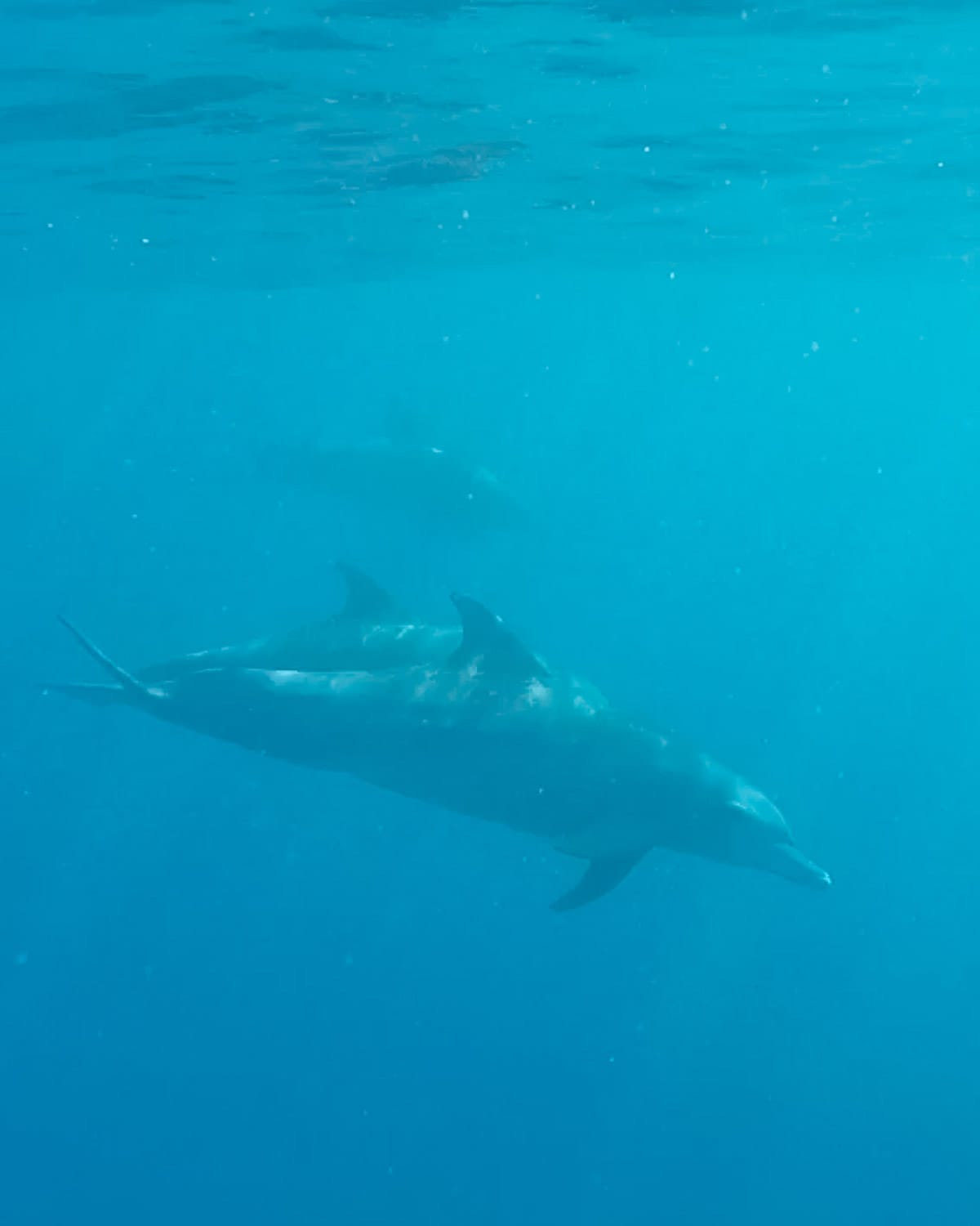 A pair of dolphins swim gracefully in the deep blue water, their streamlined bodies just visible below the surface.
