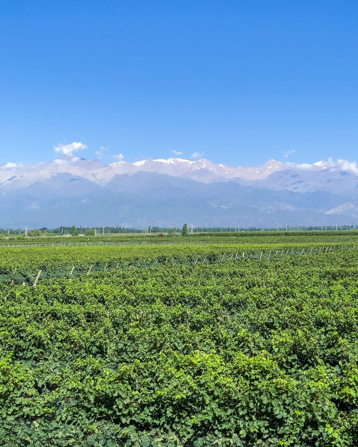 Vast green vineyard stretching toward snow-capped Andes under a clear blue sky in Mendoza, Argentina.