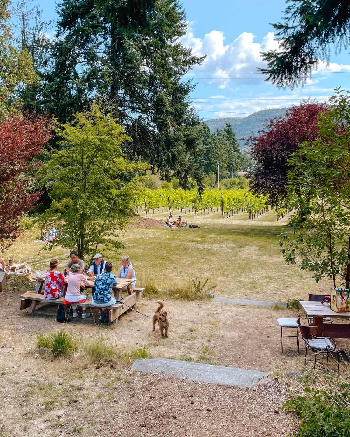 Guests tasting wines and eating at Kutatas Vineyard, with picnic tables, vineyard views, and a playful dog in the foreground.