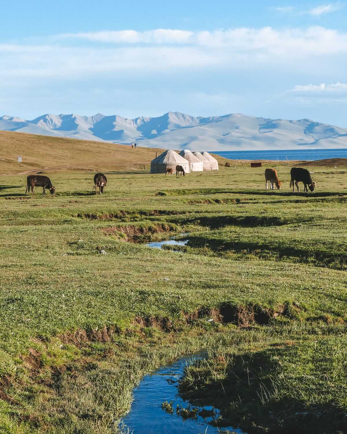 Yurts and grazing cows in a vast alpine meadow near Song Kul Lake with mountains in the distance.