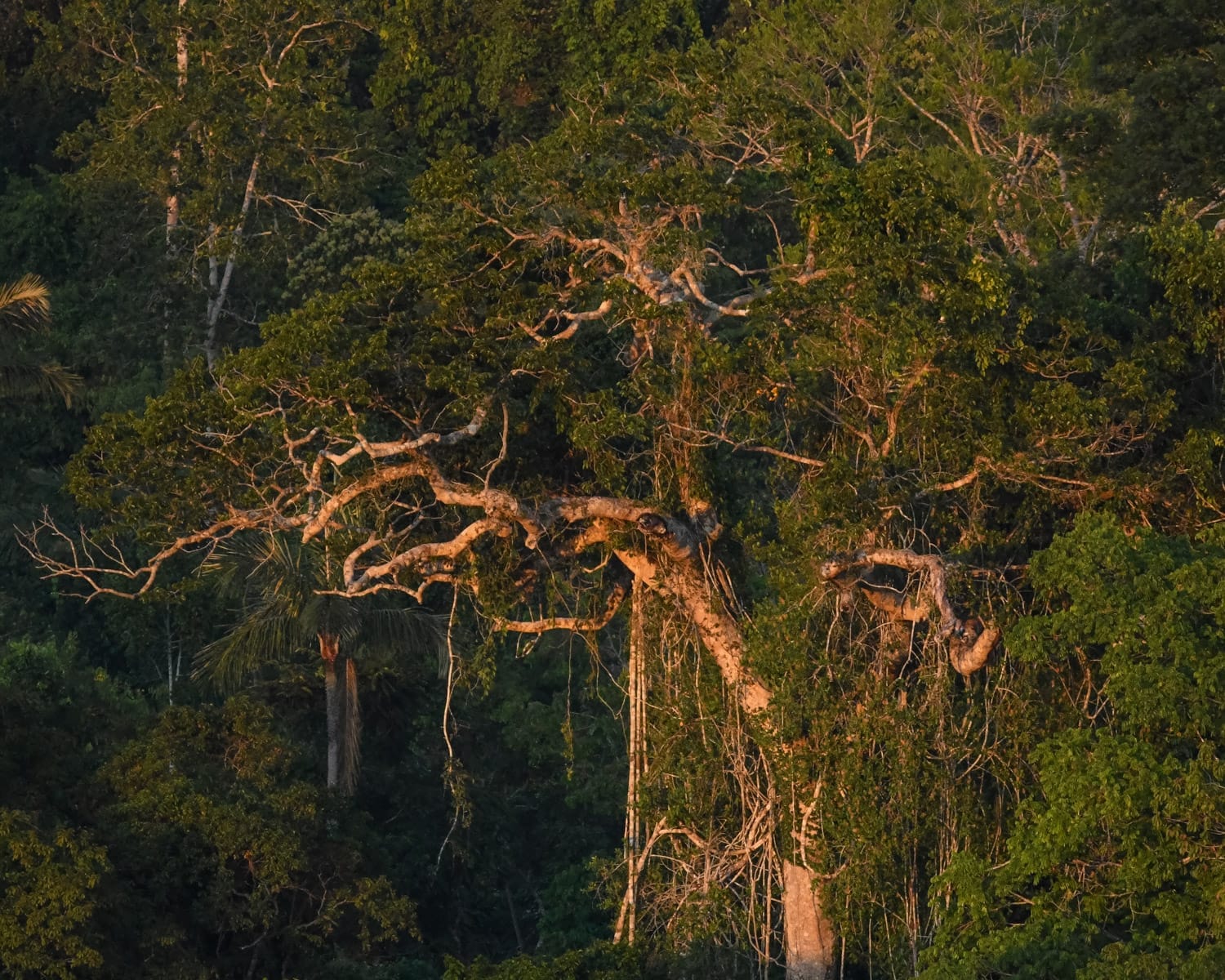 Sunrise light shining on a large, twisting Amazon tree