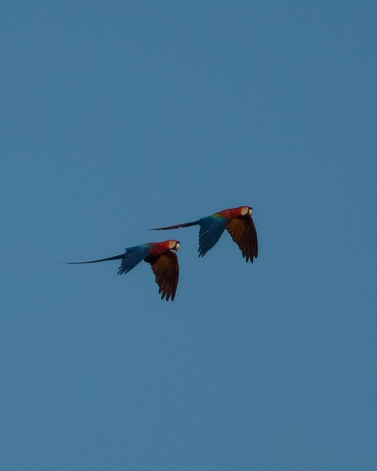Two colourful macaws flying side by side against a clear blue sky.