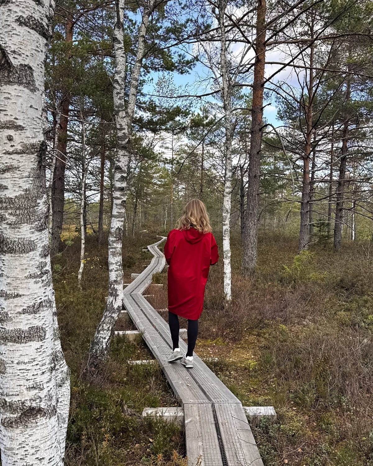 Cec walking along a raised wooden boardwalk through birch trees in an Estonian bog to Jalase Jarv.
