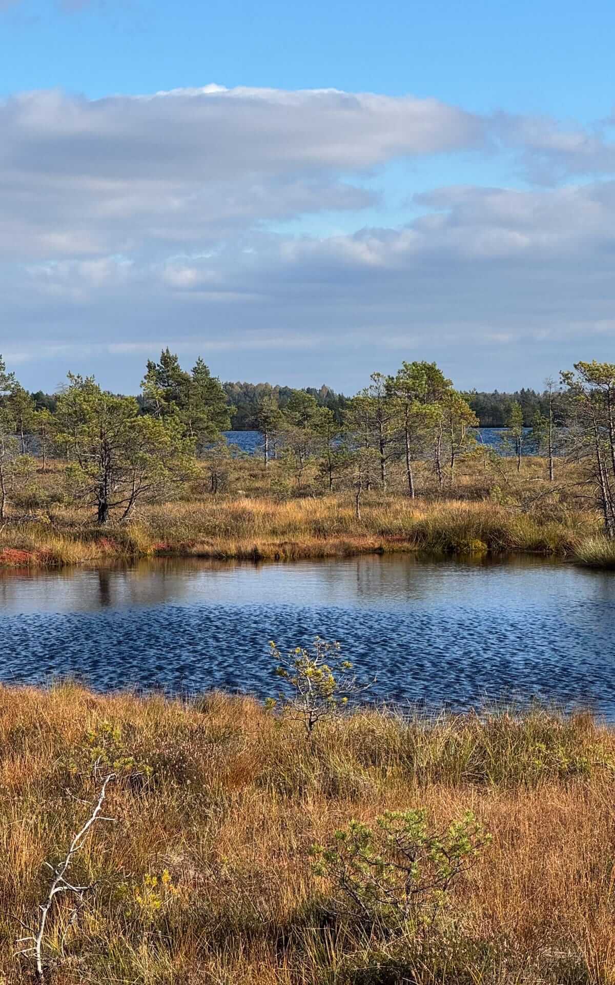 Calm bog landscape with reflective pond, golden grasses and scattered pine trees under blue sky at Loosalu.
