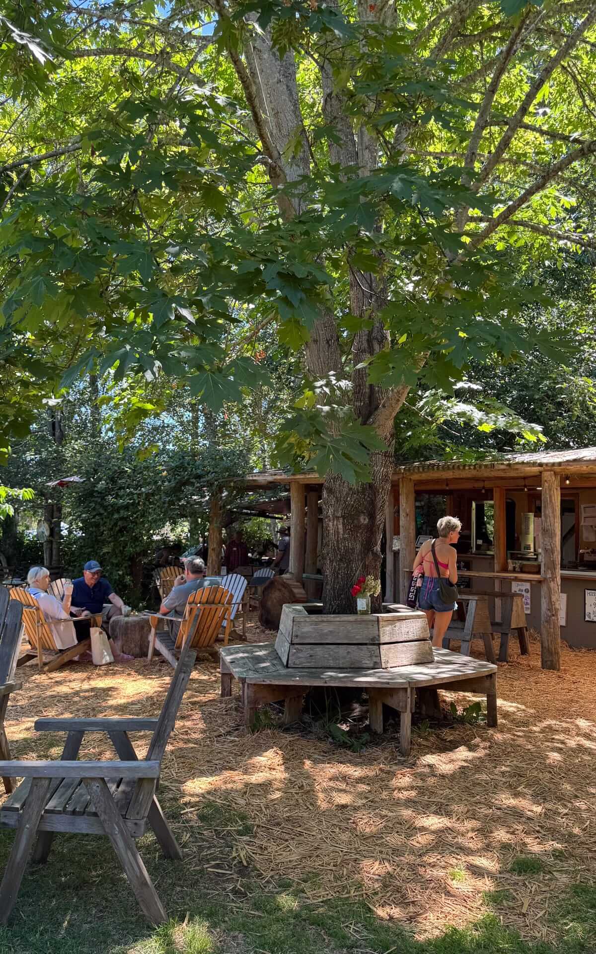 Outdoor seating beneath a large maple tree at Hornby Island Juice Bar & Fruit Stand.