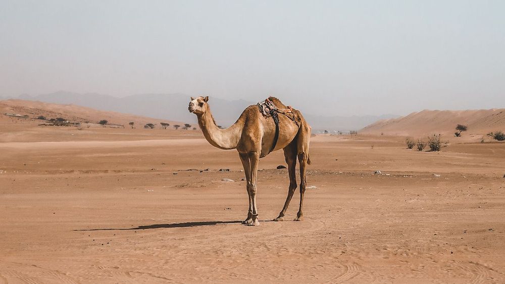 1 Week Oman Itinerary for the Road Trip Enthusiast