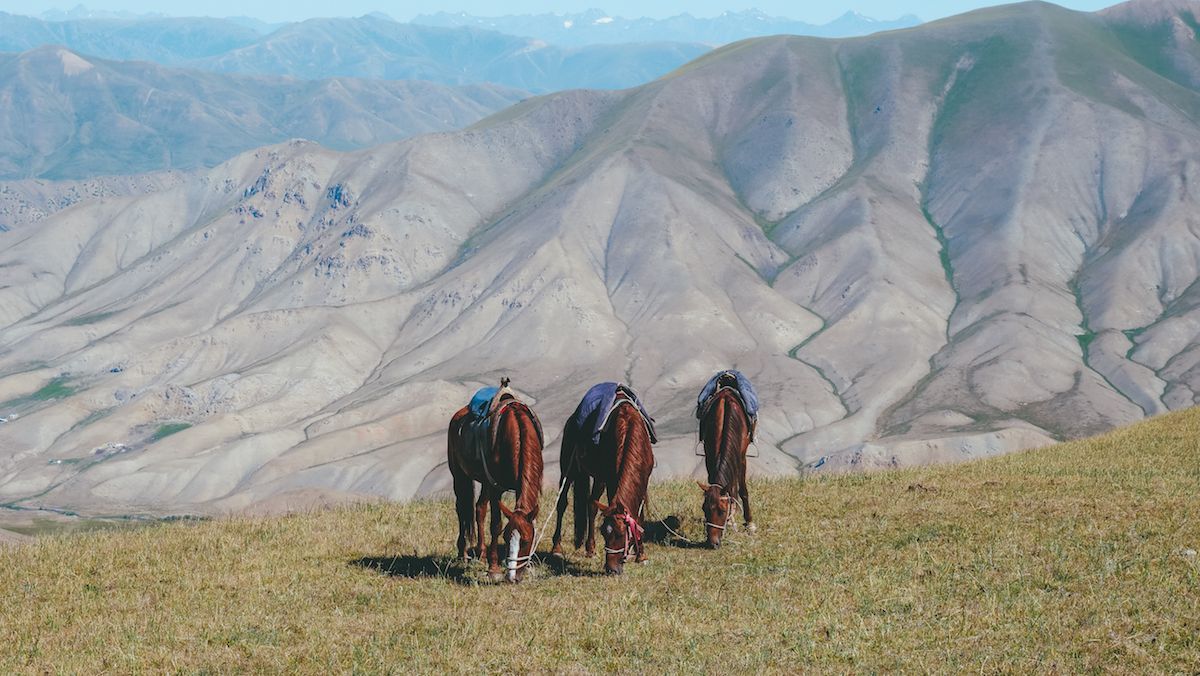 Three saddled horses taking a grazing break on a trek to Song Kul Lake. 