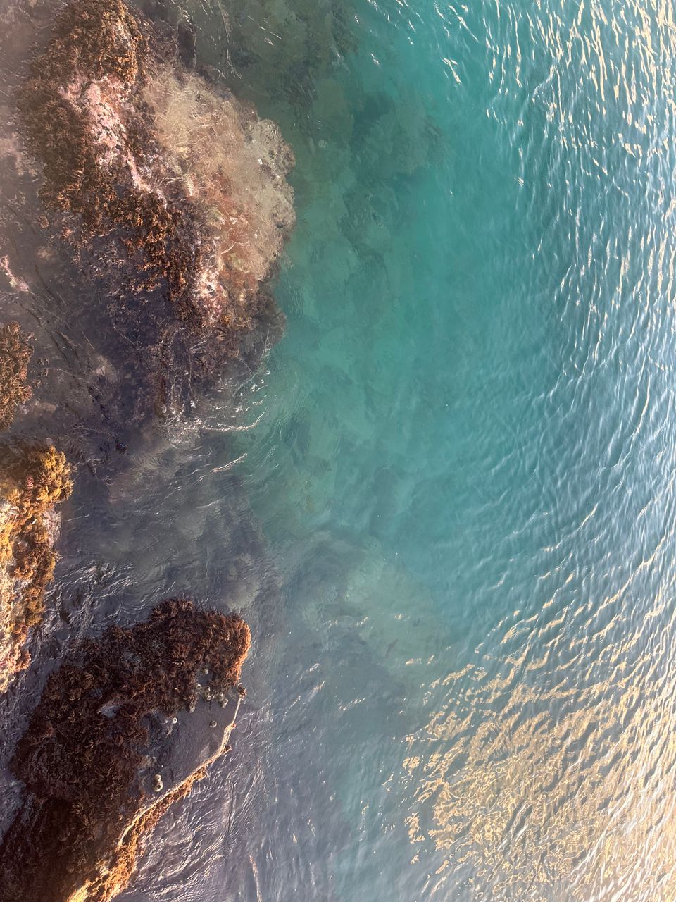 Donald Trump, Abuser-in-Chief