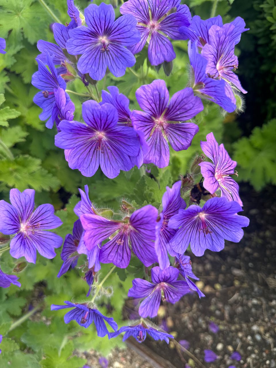 A root cause of domestic violence? SCOTUS