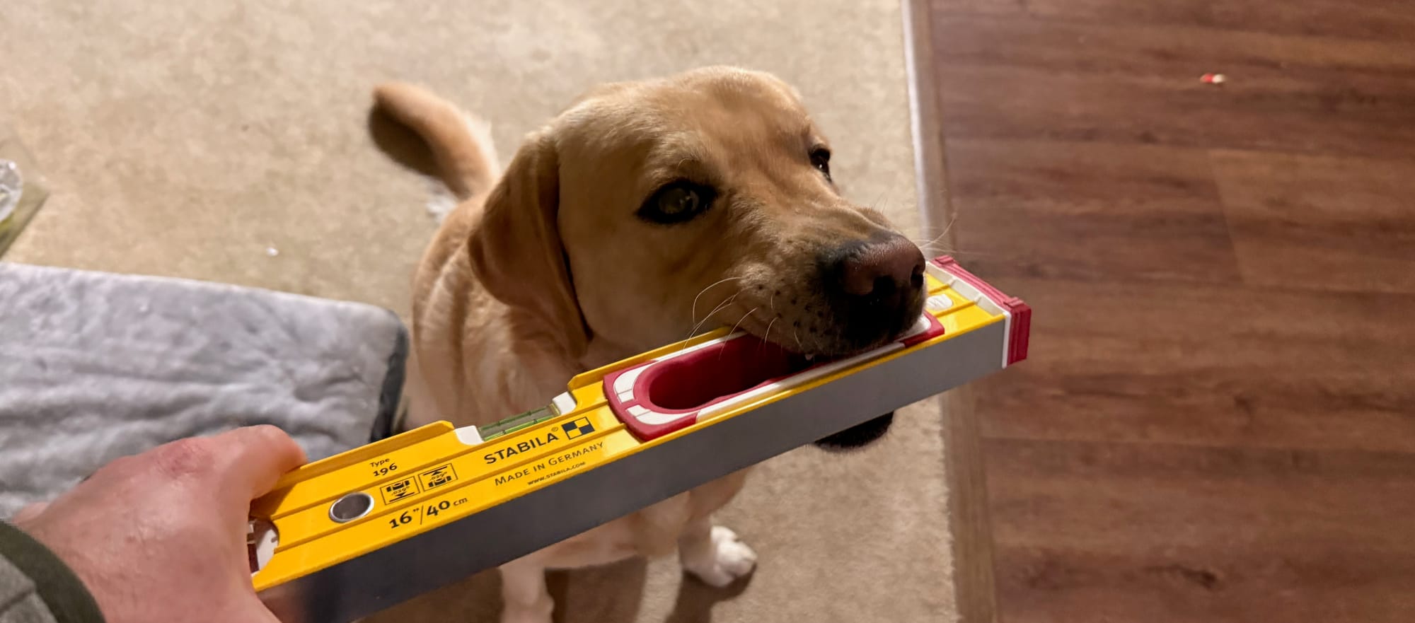DogPaddle Radio