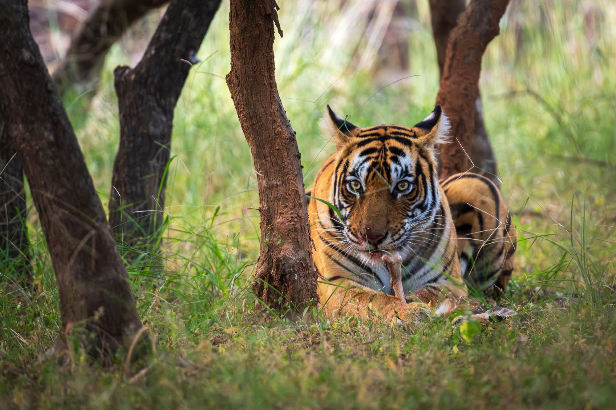 Riddhi the tigress at the Ranthambore Tiger Reserve, Rajasthan, India. Photo by author.