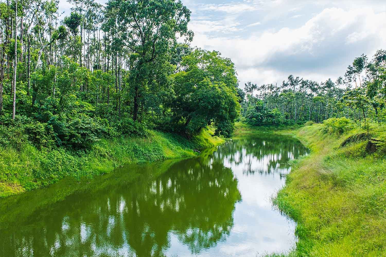 Locked Down Plantation, Elephants, Sandalwood Smugglers