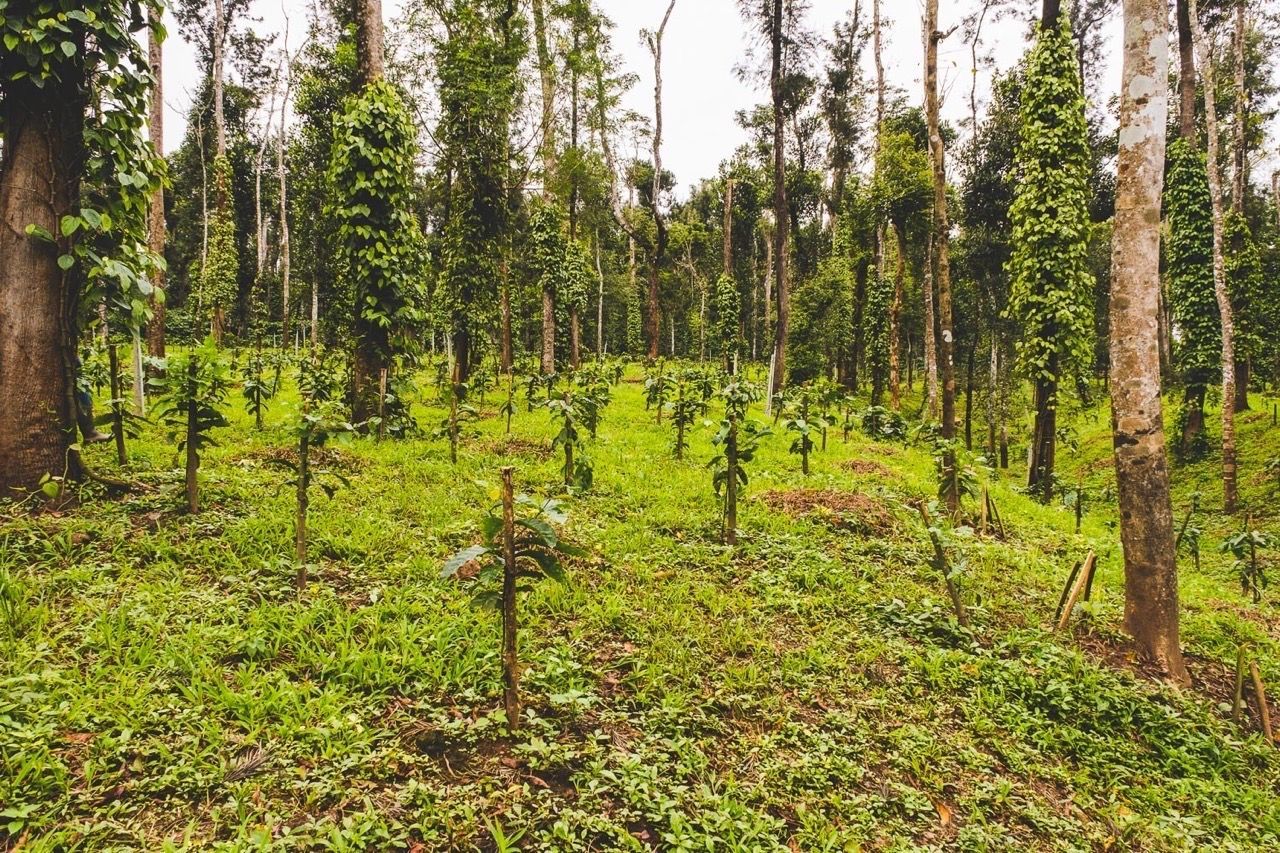 Because Coffee and Pepper and Cardamom Must Live