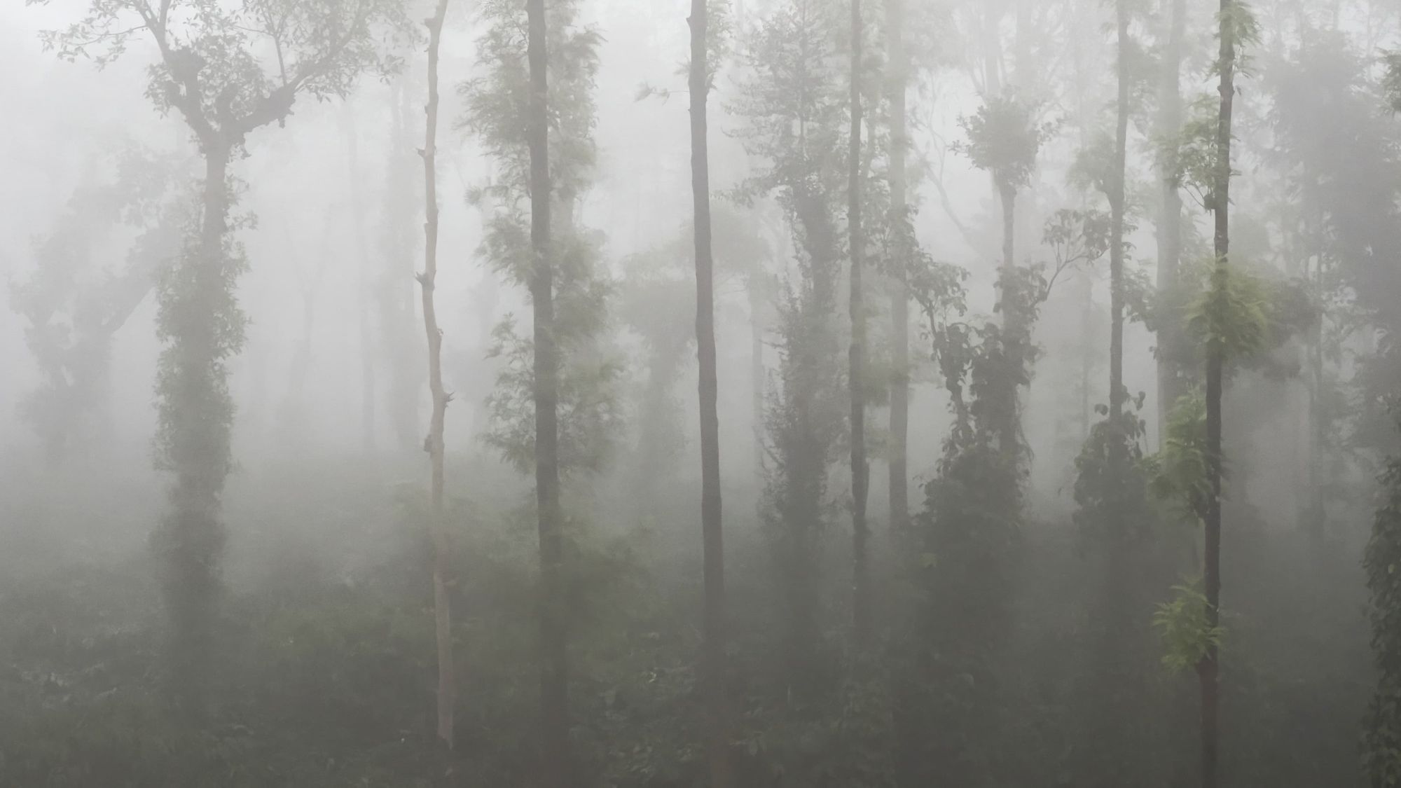 Misty Dawn and Sunny Days at Lemon-Tree Coffee Plantation