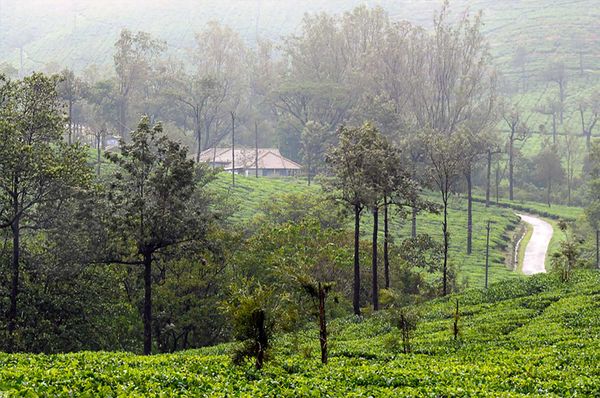 Kadumane Estate — A Giant Theater