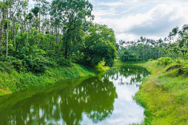 Locked Down Plantation, Elephants, Sandalwood Smugglers
