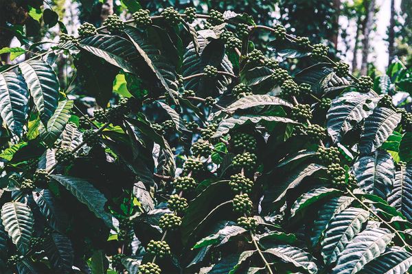 Peacock Proliferation, Elephants, Butterflies, and Coffee