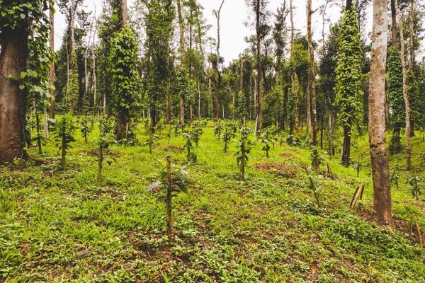 Because Coffee and Pepper and Cardamom Must Live