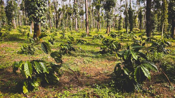 A multi-stem coffee patch in the Ballupet area, Malnad, South India