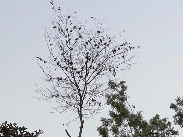 Evening at the Lemon Tree Coffee Plantation