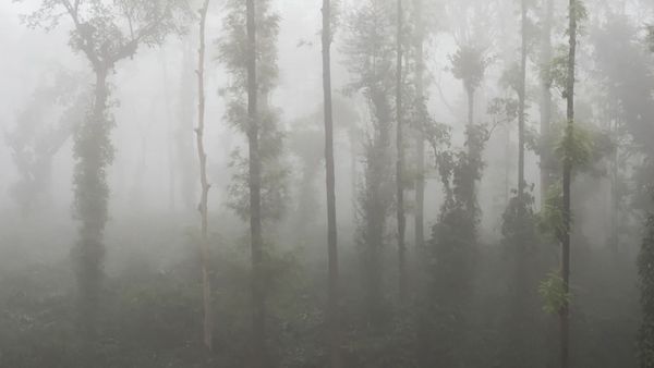 Misty Dawn and Sunny Days at Lemon-Tree Coffee Plantation