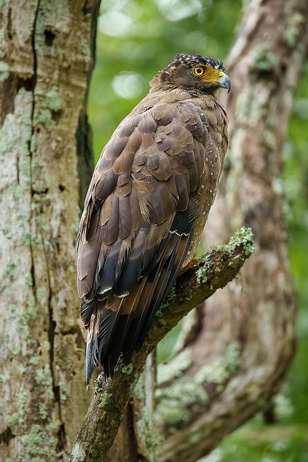 Crested Serpent-Eagle
