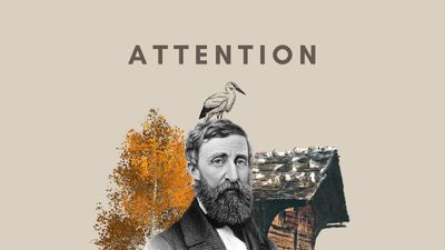 How To Cultivate Attention In Our Distracted World