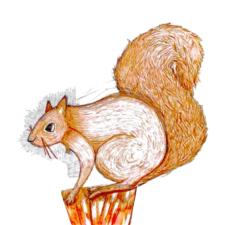 hello squirrel